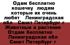 Одам бесплатно кошечку, людям, которые их очень любят - Ленинградская обл., Санкт-Петербург г. Животные и растения » Отдам бесплатно   . Ленинградская обл.,Санкт-Петербург г.